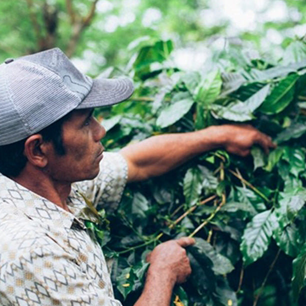 Bali Kintamani Natural