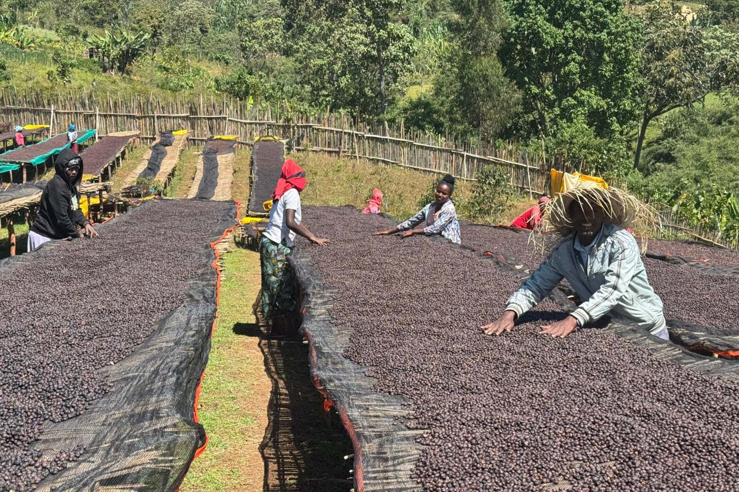 Ethiopia Guji Natural Shantawene
